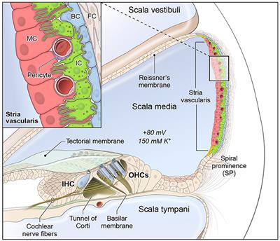 Identification of Potential Meniere's Disease Targets in the Adult Stria Vascularis